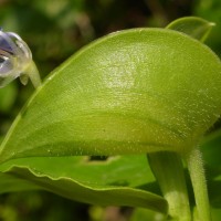 Commelina petersii Hassk.